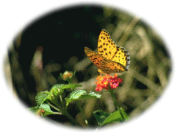 446066_2.jpg