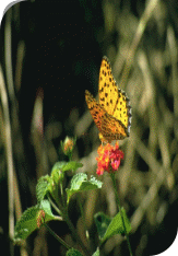 Picture 34
