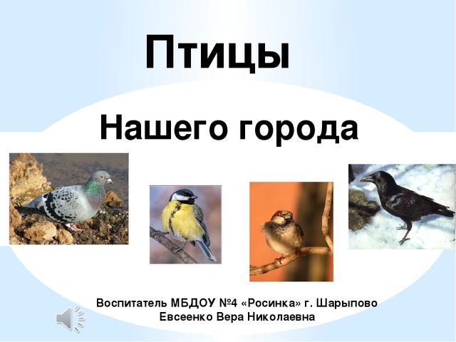 Птичий город на деревьях в подготовительной группе презентация