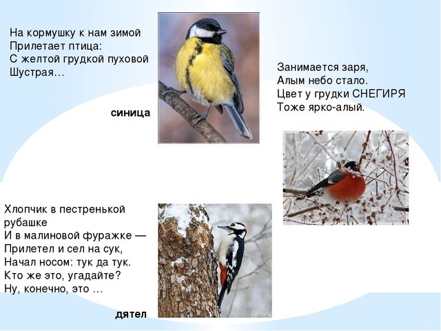 Презентация для детей. Птицы нашего города