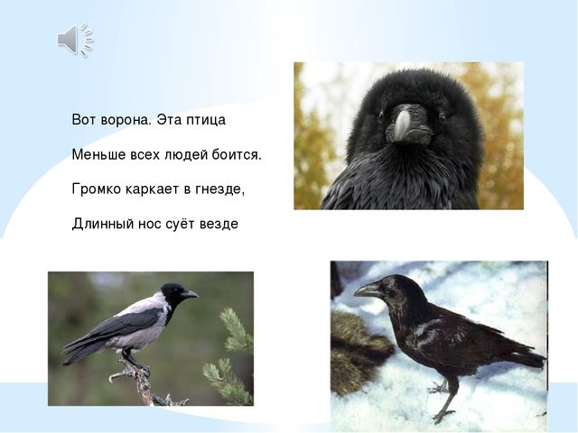 Презентация для детей. Птицы нашего города