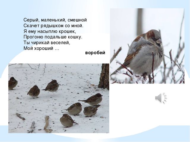 Презентация для детей. Птицы нашего города