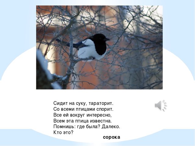 Презентация для детей. Птицы нашего города
