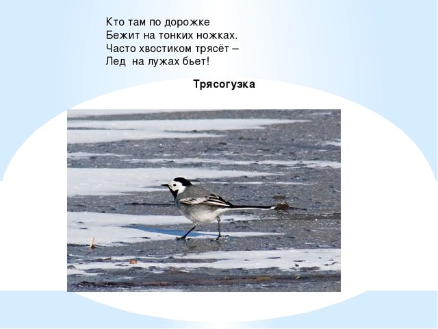 Презентация для детей. Птицы нашего города