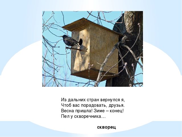 Презентация для детей. Птицы нашего города