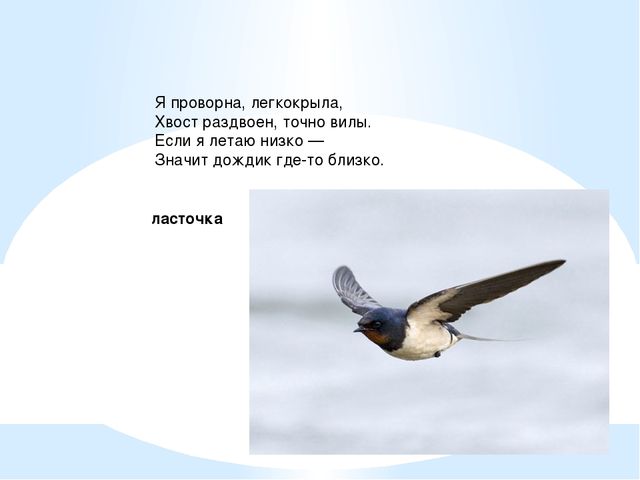 Презентация для детей. Птицы нашего города