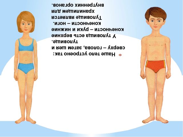 Презентация. Тело человека