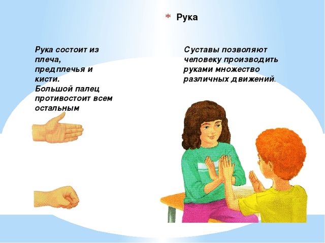 Презентация. Тело человека