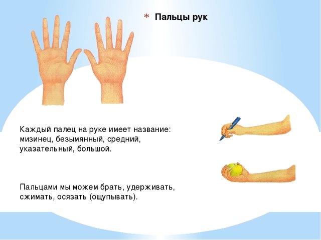 Презентация. Тело человека