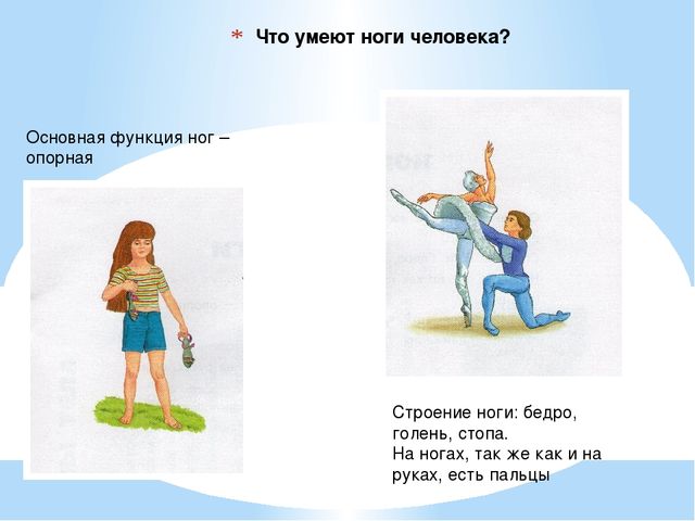 Презентация. Тело человека