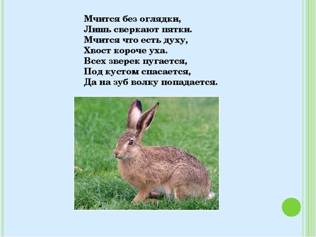 Знакомство с лесными зверями в загадках. Электронное пособие для детей дошкольного возраста