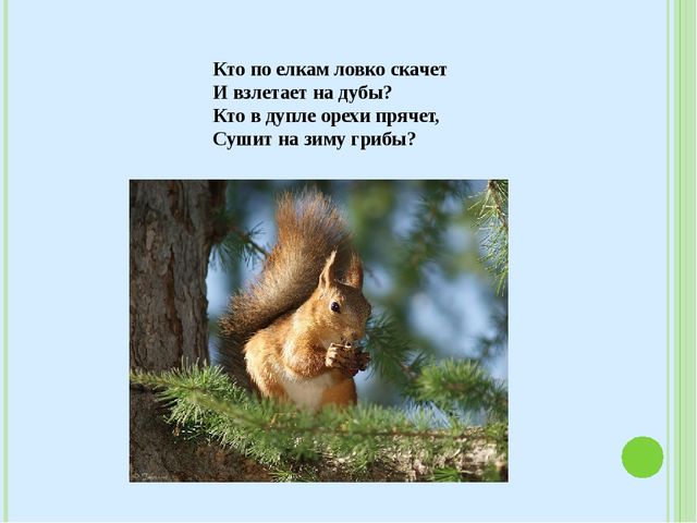 Знакомство с лесными зверями в загадках. Электронное пособие для детей дошкольного возраста