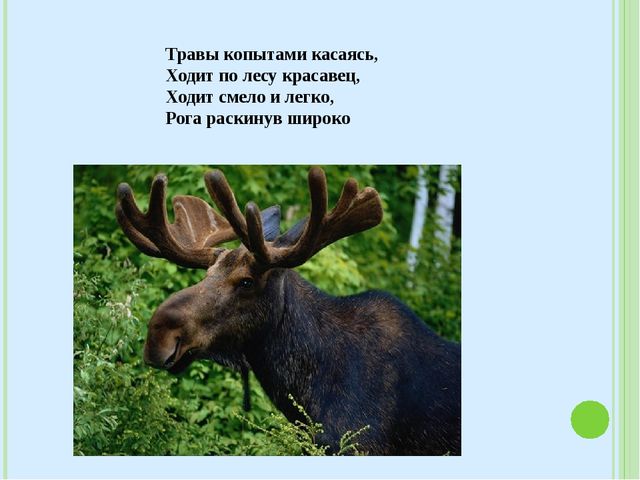 Знакомство с лесными зверями в загадках. Электронное пособие для детей дошкольного возраста