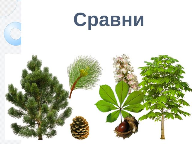 Назови, отгадай, сосчитай. Презентация для школы будущего первоклассника