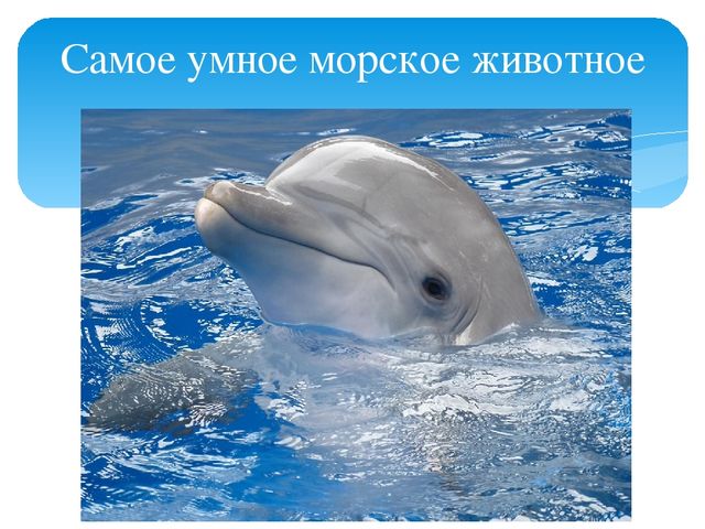 Занимательное путешествие. Презентация для школы будущего первоклассника