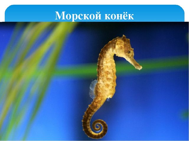 Занимательное путешествие. Презентация для школы будущего первоклассника
