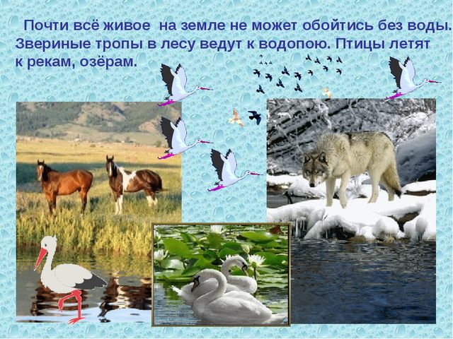 Вода источник жизни. Презентация для детей