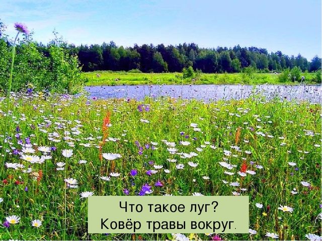 Что такое луг? Презентация по окружающему миру