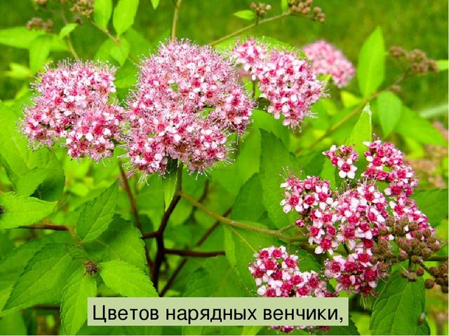 Что такое луг? Презентация по окружающему миру
