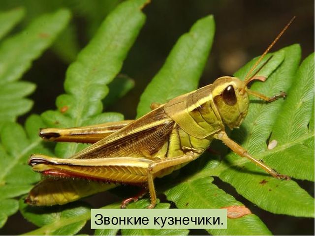 Что такое луг? Презентация по окружающему миру