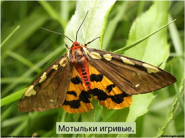 Что такое луг? Презентация по окружающему миру