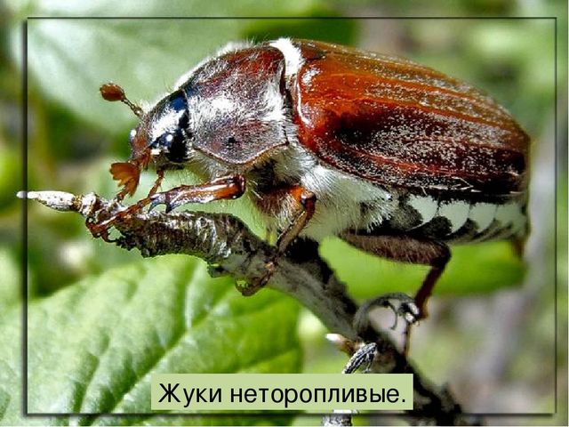 Что такое луг? Презентация по окружающему миру
