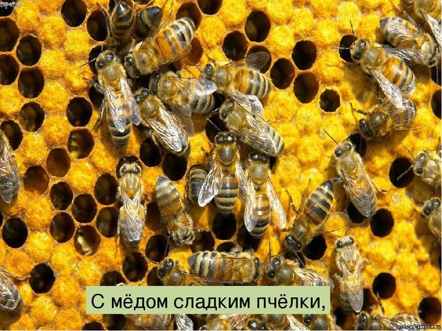 Что такое луг? Презентация по окружающему миру