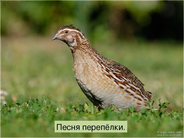 Что такое луг? Презентация по окружающему миру