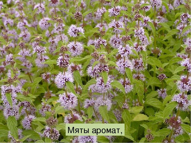 Что такое луг? Презентация по окружающему миру