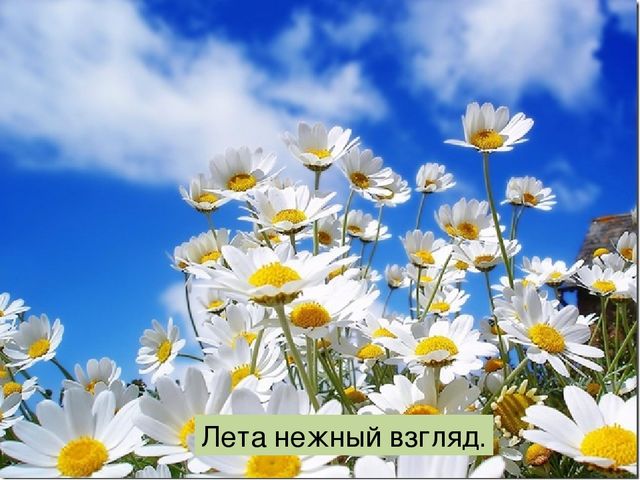 Что такое луг? Презентация по окружающему миру