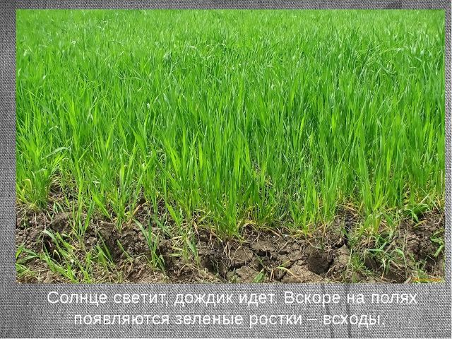 Презентация для детей. Откуда к нам хлеб пришёл
