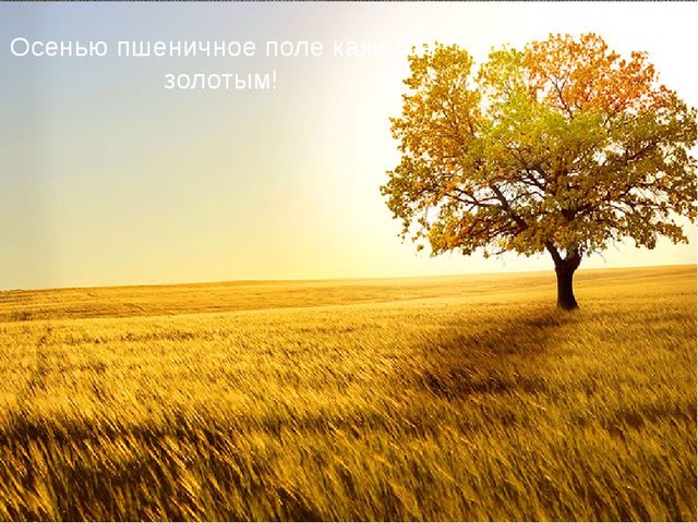 Презентация для детей. Откуда к нам хлеб пришёл