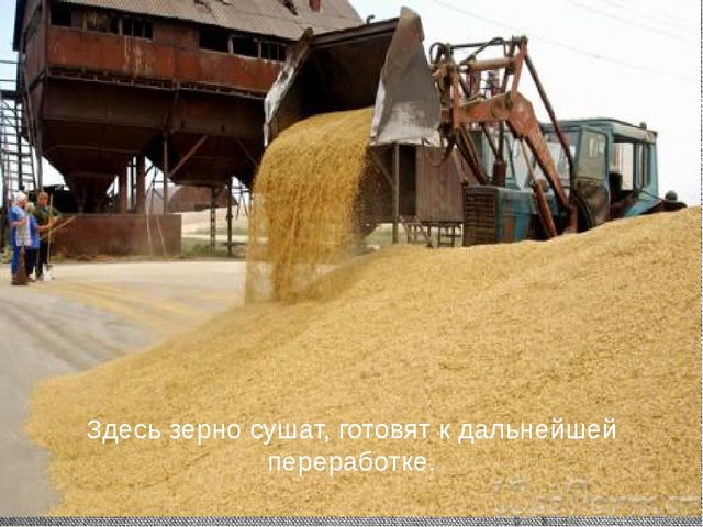 Презентация для детей. Откуда к нам хлеб пришёл