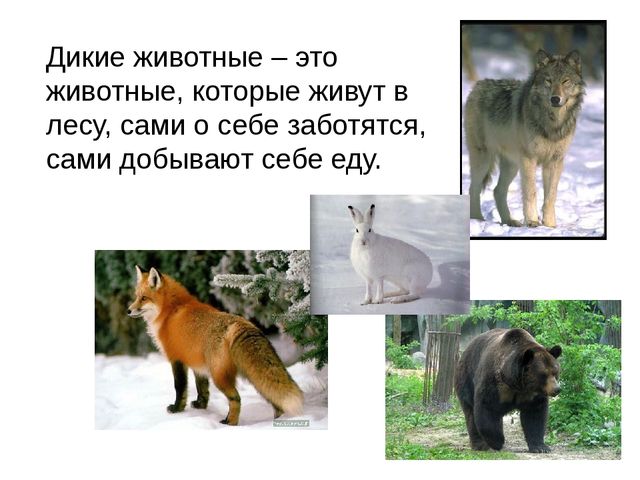 Дикие животные. Презентация для занятия в 1 младшей группе