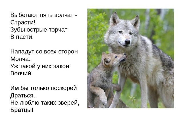 Дикие животные. Презентация для занятия в 1 младшей группе
