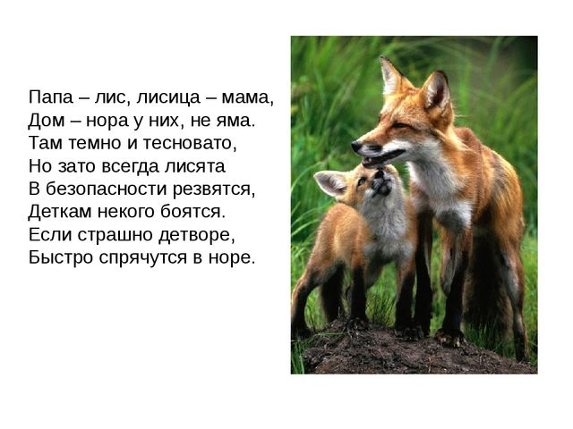 Дикие животные. Презентация для занятия в 1 младшей группе
