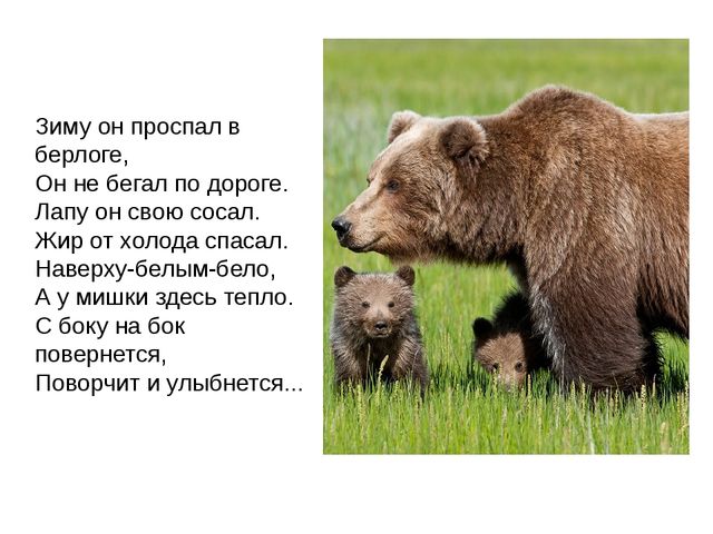 Дикие животные. Презентация для занятия в 1 младшей группе