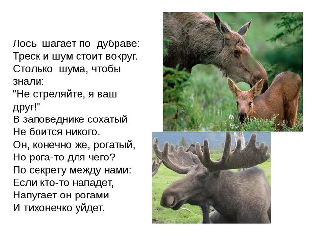 Дикие животные. Презентация для занятия в 1 младшей группе
