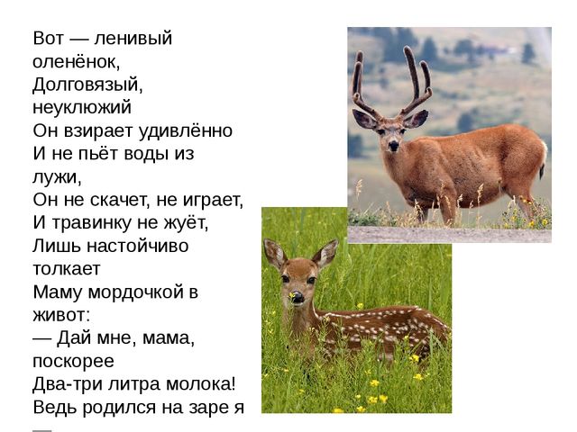 Дикие животные. Презентация для занятия в 1 младшей группе