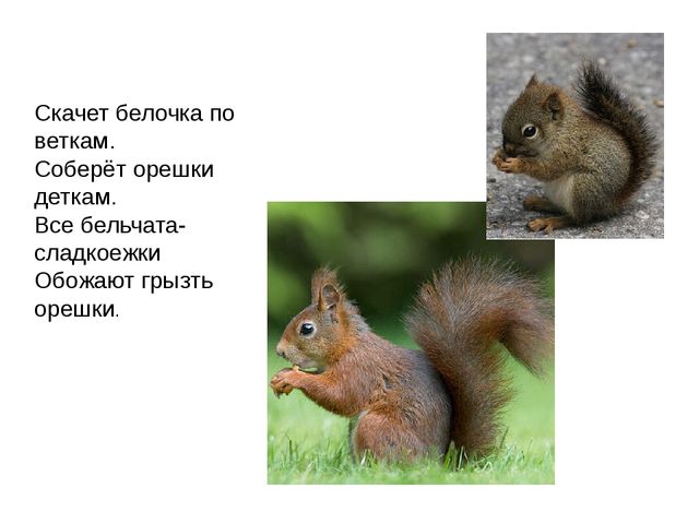 Дикие животные. Презентация для занятия в 1 младшей группе