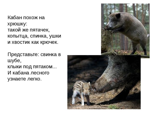 Дикие животные. Презентация для занятия в 1 младшей группе