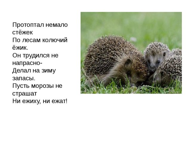 Дикие животные. Презентация для занятия в 1 младшей группе