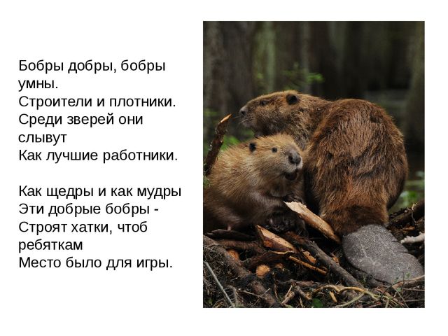 Дикие животные. Презентация для занятия в 1 младшей группе