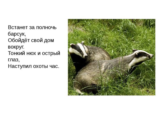 Дикие животные. Презентация для занятия в 1 младшей группе