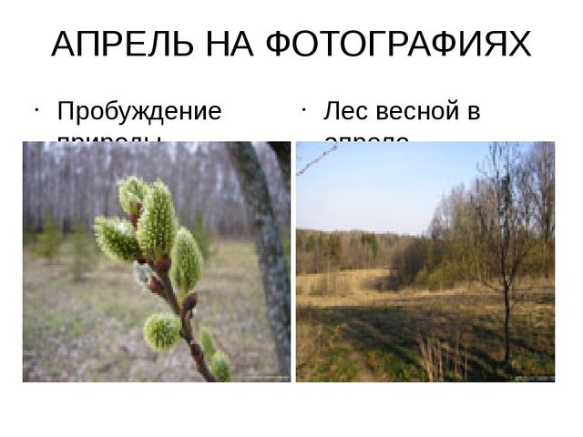 Весна. Презентация по познавательному развитию