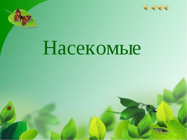 Насекомые. Презентация для детей средней группы