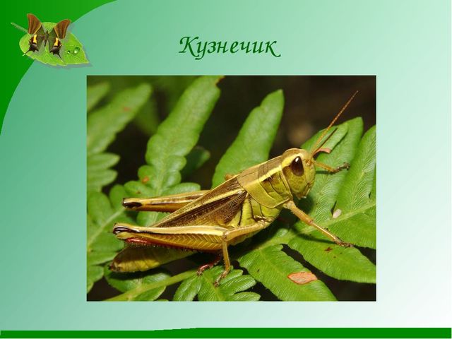 Насекомые. Презентация для детей средней группы