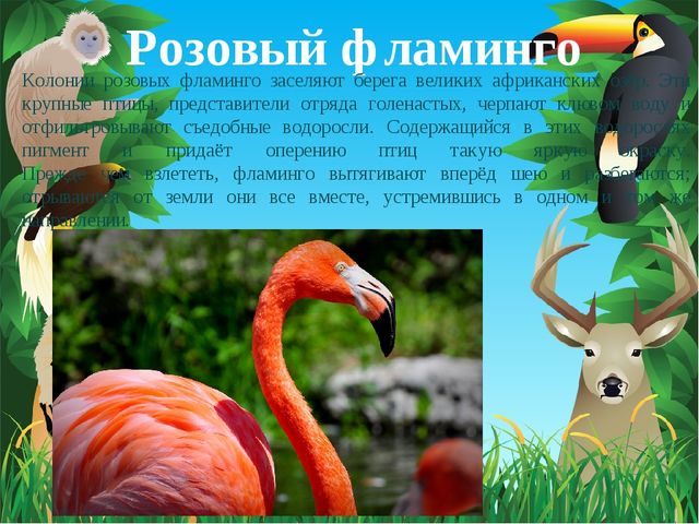 Животные Африки. Презентация по окружающему миру