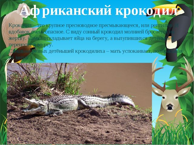 Животные Африки. Презентация по окружающему миру