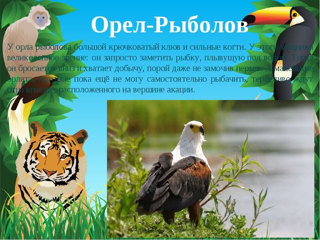 Животные Африки. Презентация по окружающему миру